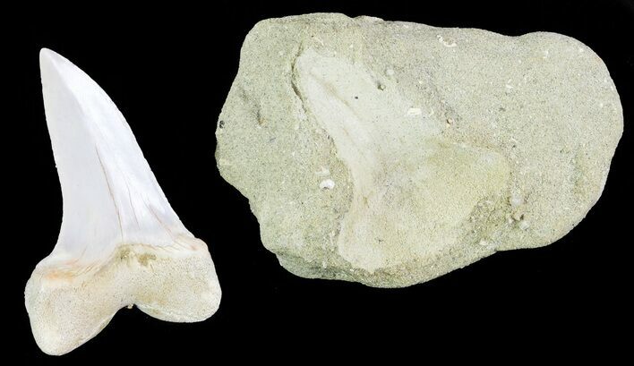 Mako Shark Tooth Fossil On Rock - Bakersfield, CA #69009